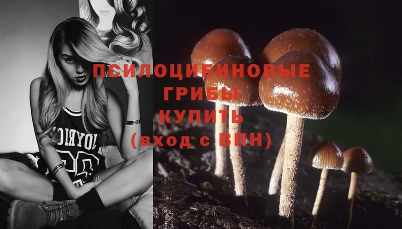 купить наркотик  Гдов  Псилоцибиновые грибы Psilocybe 